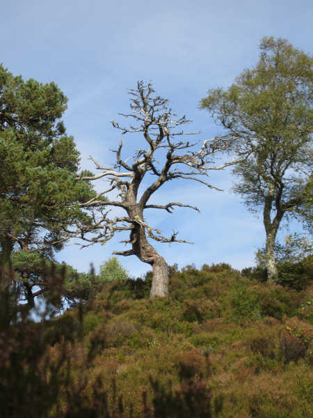 Glen Affric